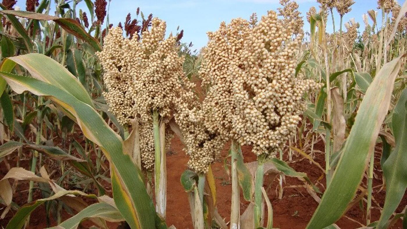 Род сорго. Sorghum af7102. сорго-sorghum foot. стебель лимонного сорго. сорго развесистое.