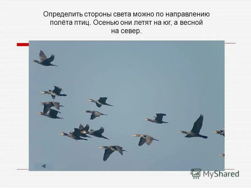 средняя высота полета птиц. определить стороны света можно по направлению полета птиц. на какой высоте летают самолеты. максимальная высота полета птиц. максимальная высота птиц.