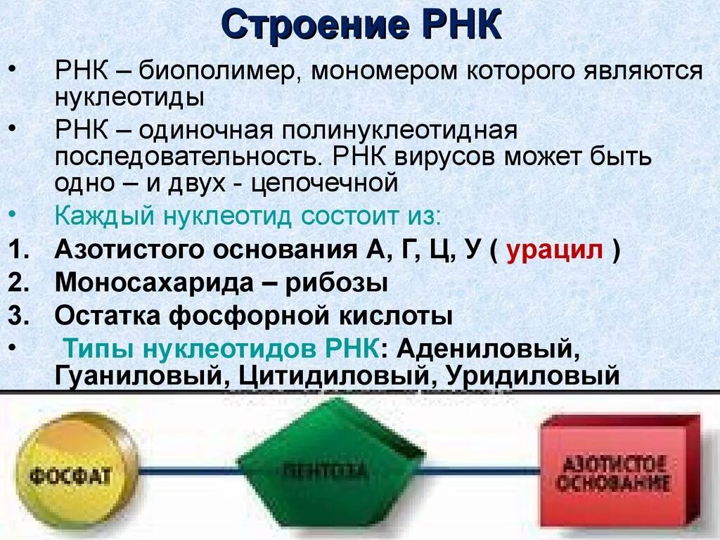 Роль молекулы рнк