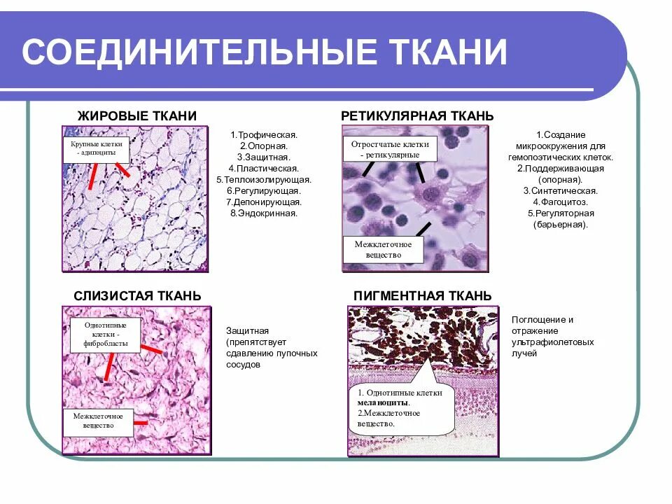 Какие органы входят в соединительную ткань. Ретикулярная соединительная слизистая ткань. Собственно соединительная ткань строение и функции. Собственно соединительная ткань схема. Слизистая ткань гистология.