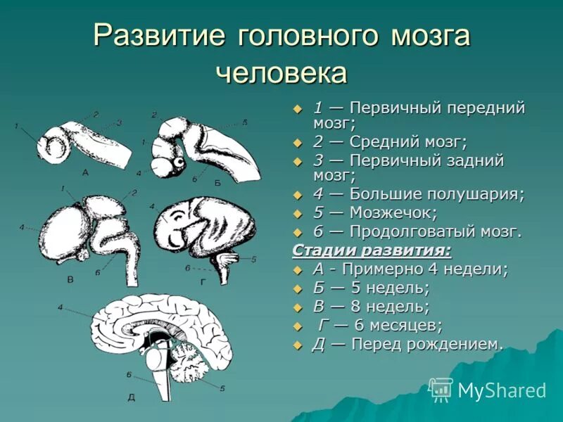 Почему зрение важнейшее формирование головного мозга. Этапы развития головного мозга. Стадии развития головного мозга. Схема развития головного мозга. Формирование головного мозга человека.