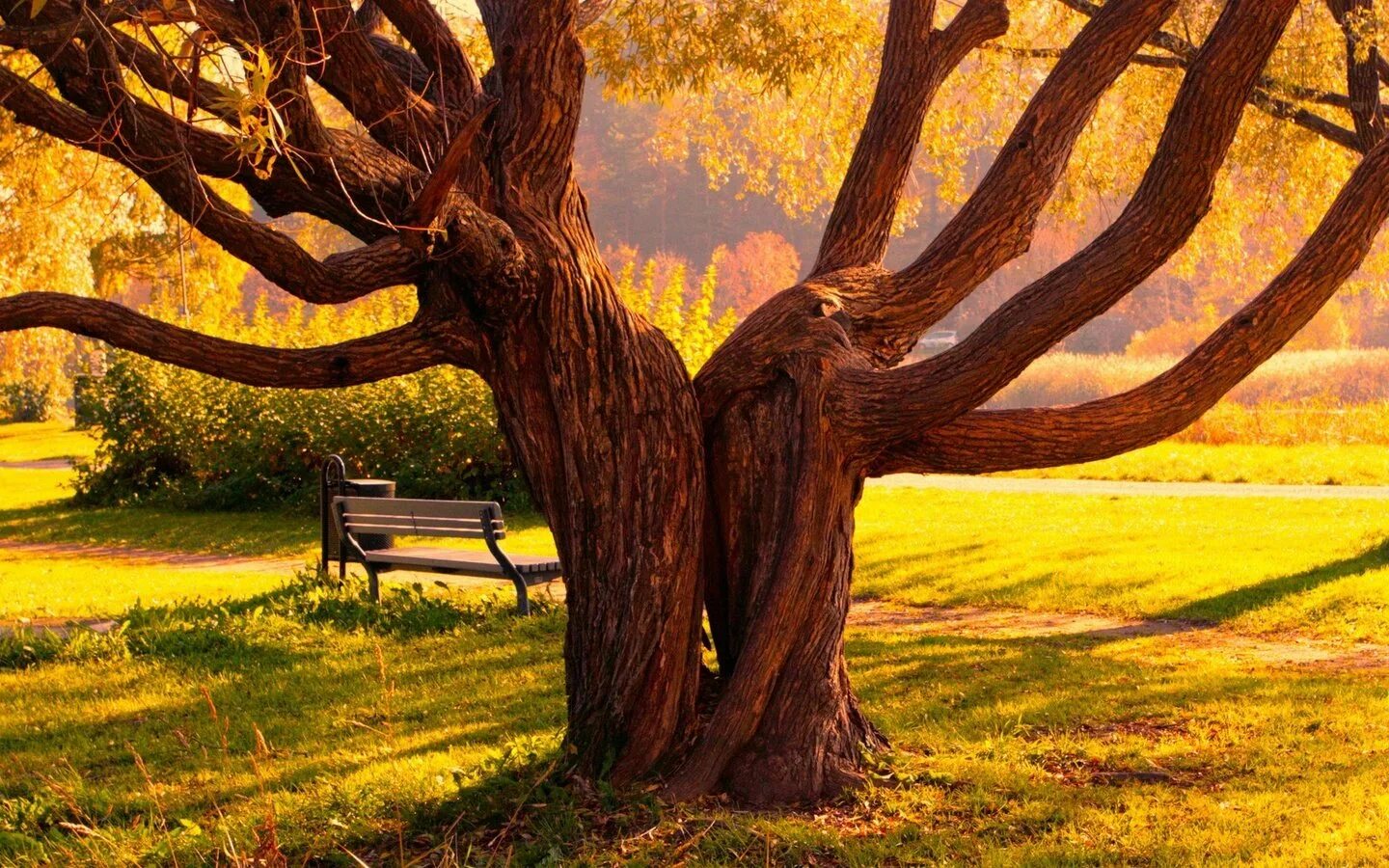 Два дерева в саду. Декоративная яблоня скарлетт в ландшафте. Два дерева в саду. Качели в саду. Деревья в саду.