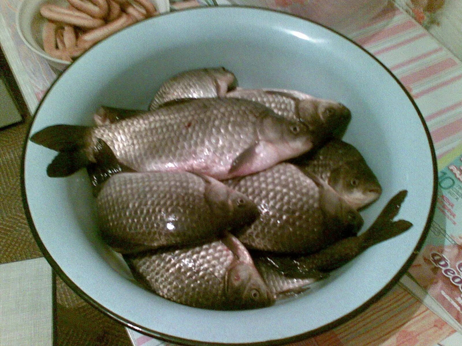 крупный карась. таз рыбу. рыба речная в тазу. ведро карасей. щука и окунь.