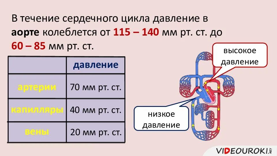 Давление в движении. Движение крови по сосудам. давление в кровеносных сосудах. давление крови в сосудах. давление крови по сосудам.