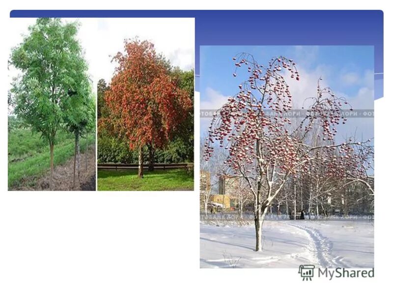 Тема недели деревья кустарники зимой старшая группа. Деревья средняя группа. Четвертый лишний деревья. Научимся распознавать деревья и кустарники зимой. Деревья и кустарники для дошкольников.