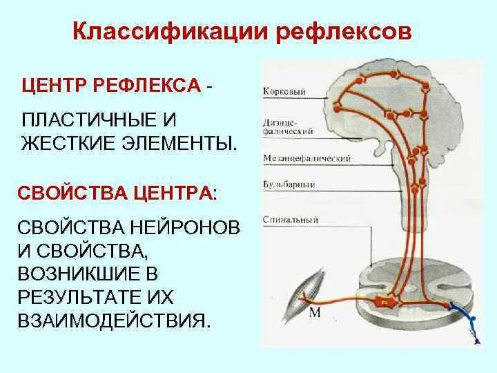 Центром рефлексов является