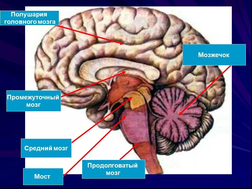 Продолговатый мозг,мост,средний мозг, мозжечок,промежуточный. Средний мозг продолговатый мозг промежуточный мозг функции. Строение головного мозга продолговатый мост мозжечок. Промежуточный мозг 2)  продолговатый мозг 3)  мозжечок. Задний головной мозг включает