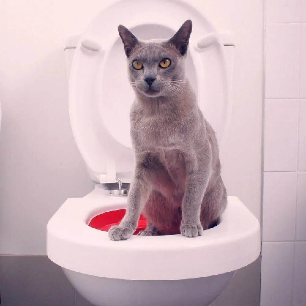 Как приучить кошку гулять