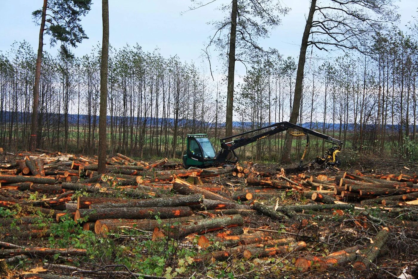 Уничтожение кустарников и деревьев. Лес Архангельской области вырубка. Истребление лесного Покрова земли. Вырубка деревьев. Истребление лесов.