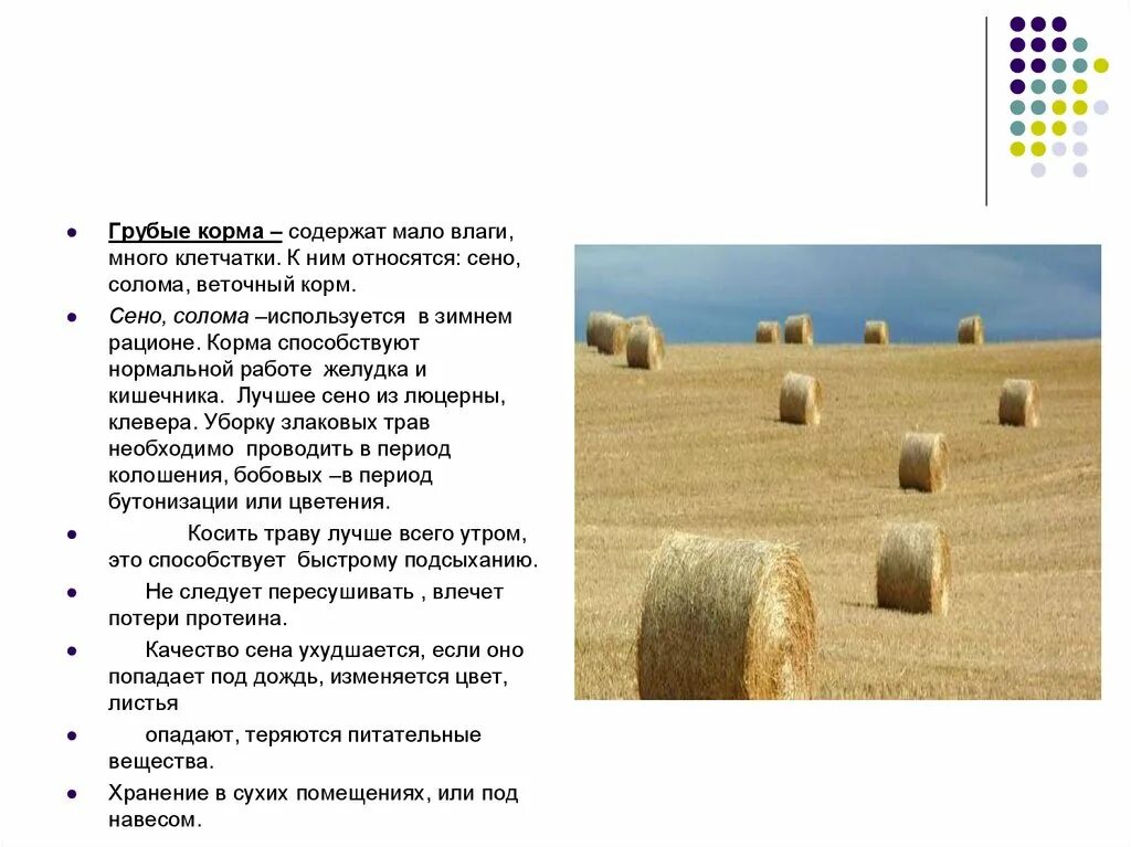 Запрещается хранение грубых кормов. Грубые корма. грубые корма солома. характеристика грубых кормов. грубые корма характеристика.