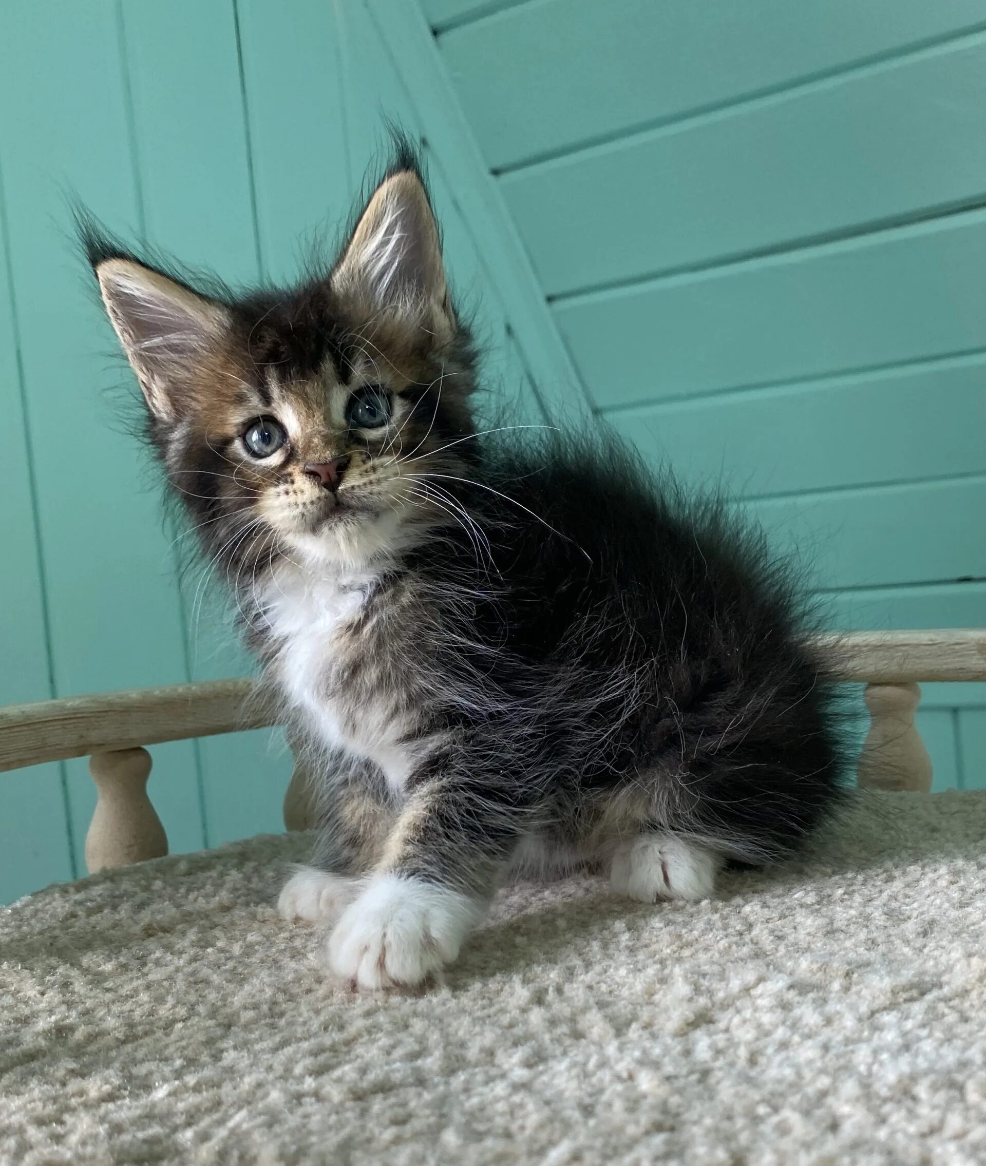 купить котенка, продажа котят мейн-кунов, котенок из питоника, крупные котята, к