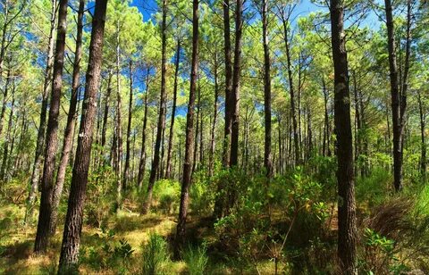 Des landes