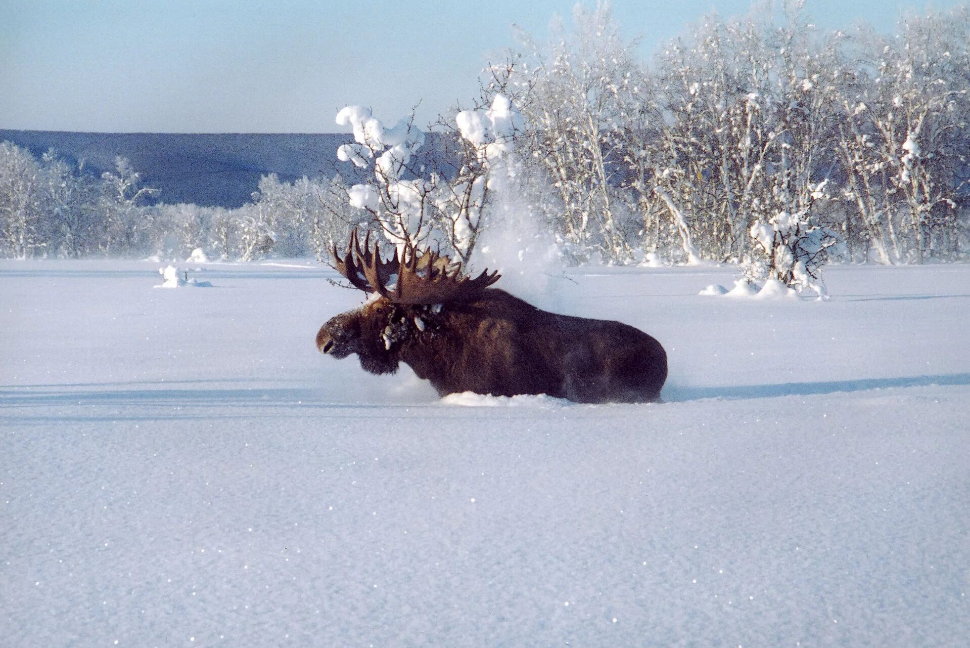 Лось в марте