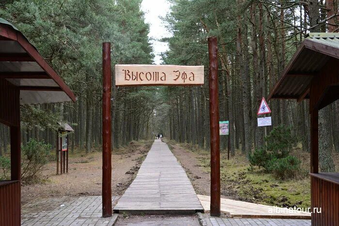 Куршская коса калининград дюна эфа. Дюна эфа куршская коса высота. Куршская коса калининград высота эфа. Дюна эфа куршская коса смотровая площадка. Высота эфа куршская коса.
