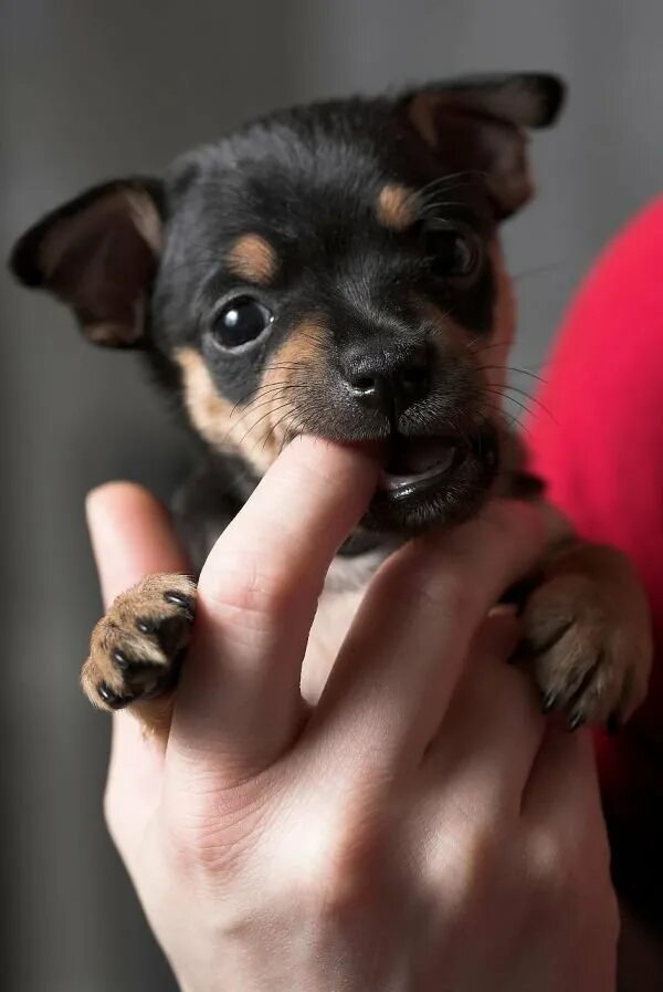 Хочу домашний собаку. Про маленького щенка. Маленькие собаки. Красивые собаки маленькие. Самая маленькая собачка.