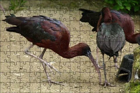 Birds bill