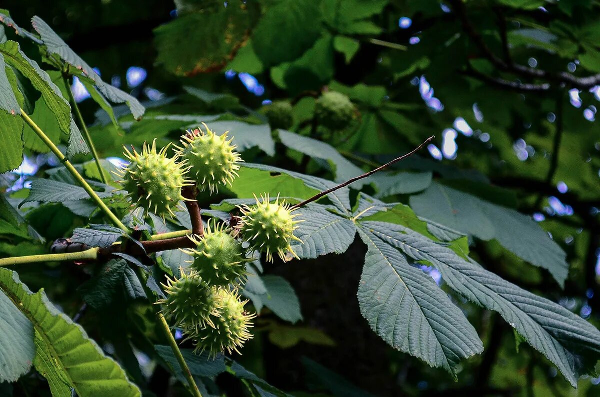 ветка каштана