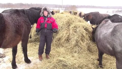Кобылки видео