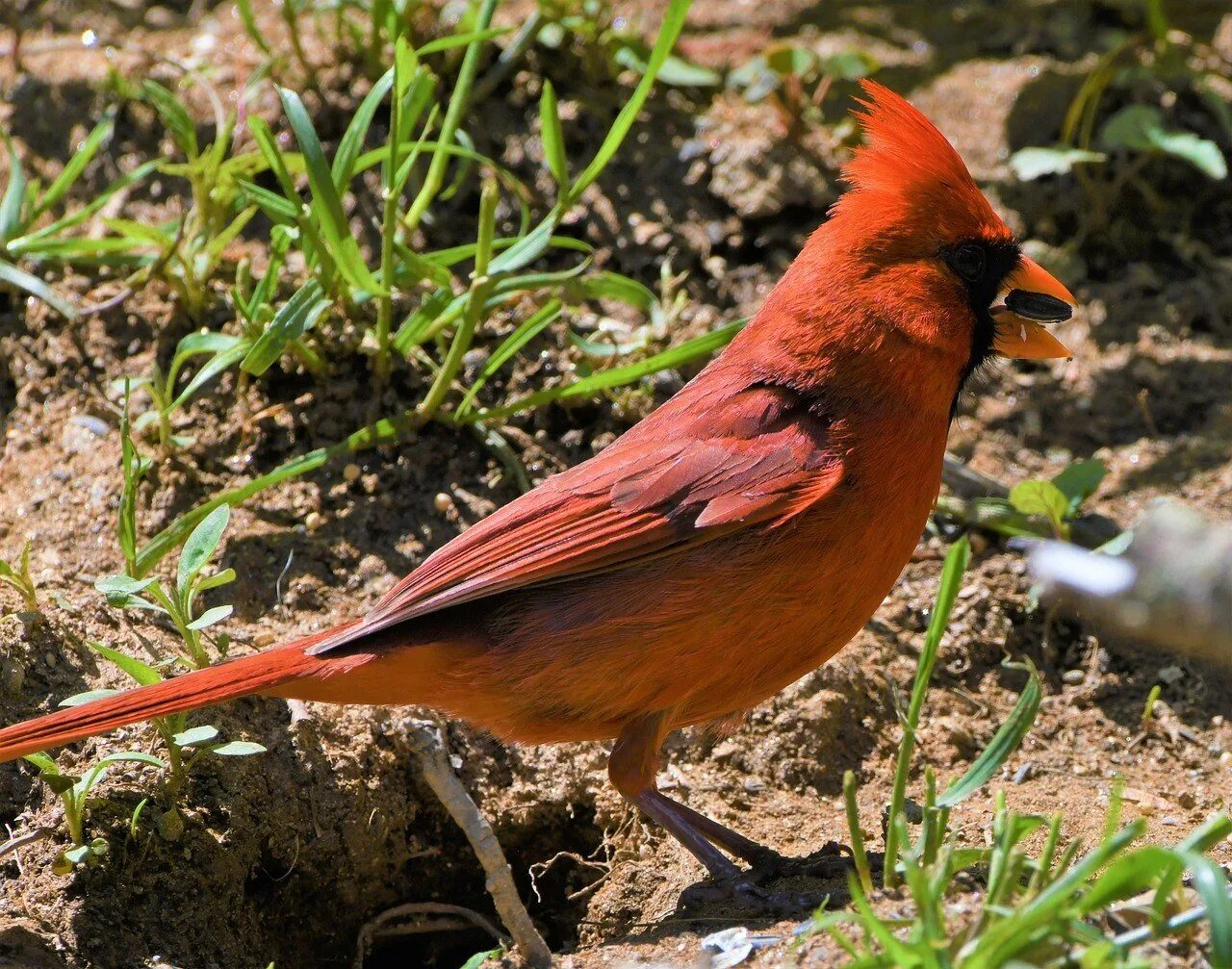 Маленькая рыжая птичка. Горихвостка-Чернушка. Красный Кардинал птенец. Красная птица горихвостка. Птица с красным хвостом.
