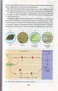 Особенности фотосинтеза у водорослей