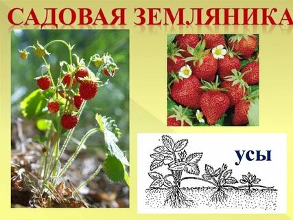 Земляника имя существительное