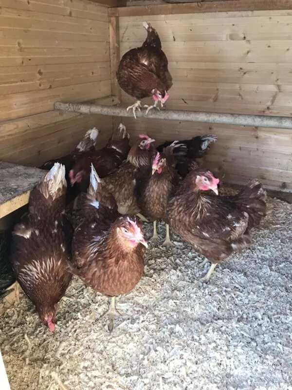 Хозяйство воронова куры. Куры в огороде. Стоит ли заводить кур. Куры запрет. Заводим курочек.