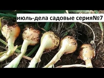 Дела июля