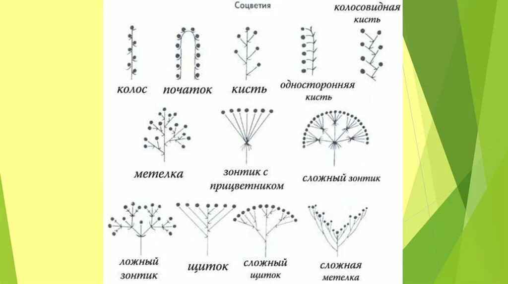 Соцветие сложный початок. Схема типов соцветий. Схема сложного соцветия метёлка. Схемы типов соцветий покрытосеменных растений. Типы соцветий таблица соцветие схема растения.