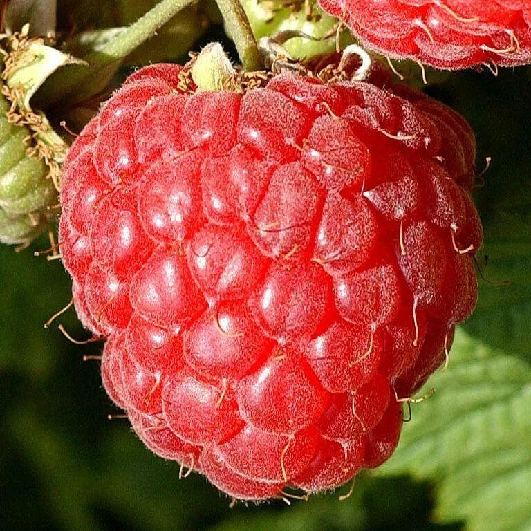 Малина награда. Малина Rubus idaeus.