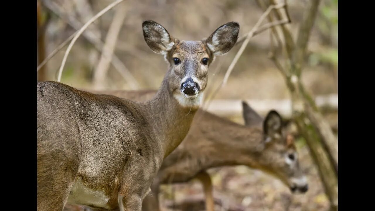 Олени в США. White tailed Deer. Гетерохромия оленя. Сам среди оленей. Us wildlife