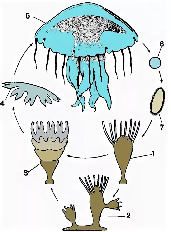 Стадия жизненного цикла медузы. Жизненный цикл медузы корнерот. Медуза корнерот строение. Корнерот строение. Полип медузы корнерот.