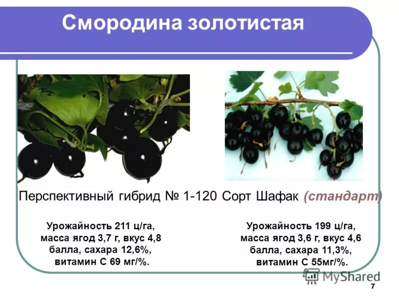 Урожайность черной смородины