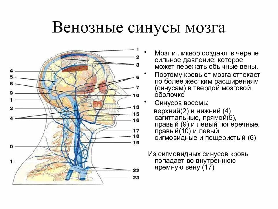 Мозговые венозные синусы. От головного мозга венозная кровь оттекает по. вены лица и твердой мозговой оболочки. схема оттока венозной крови головы. венозные синусы мозга.