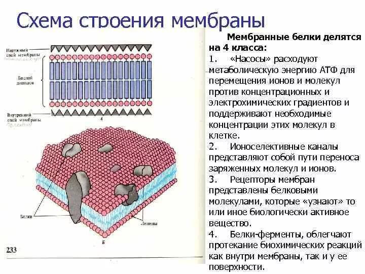 Клеточная мембрана это молекулярная структура впр физика. Строение мембраны клетки физиология. Строение клеточной мембраны физиология. Строение клеточной мембраны возбудимой клетки физиология. Мембрана клетки схема строение функции.