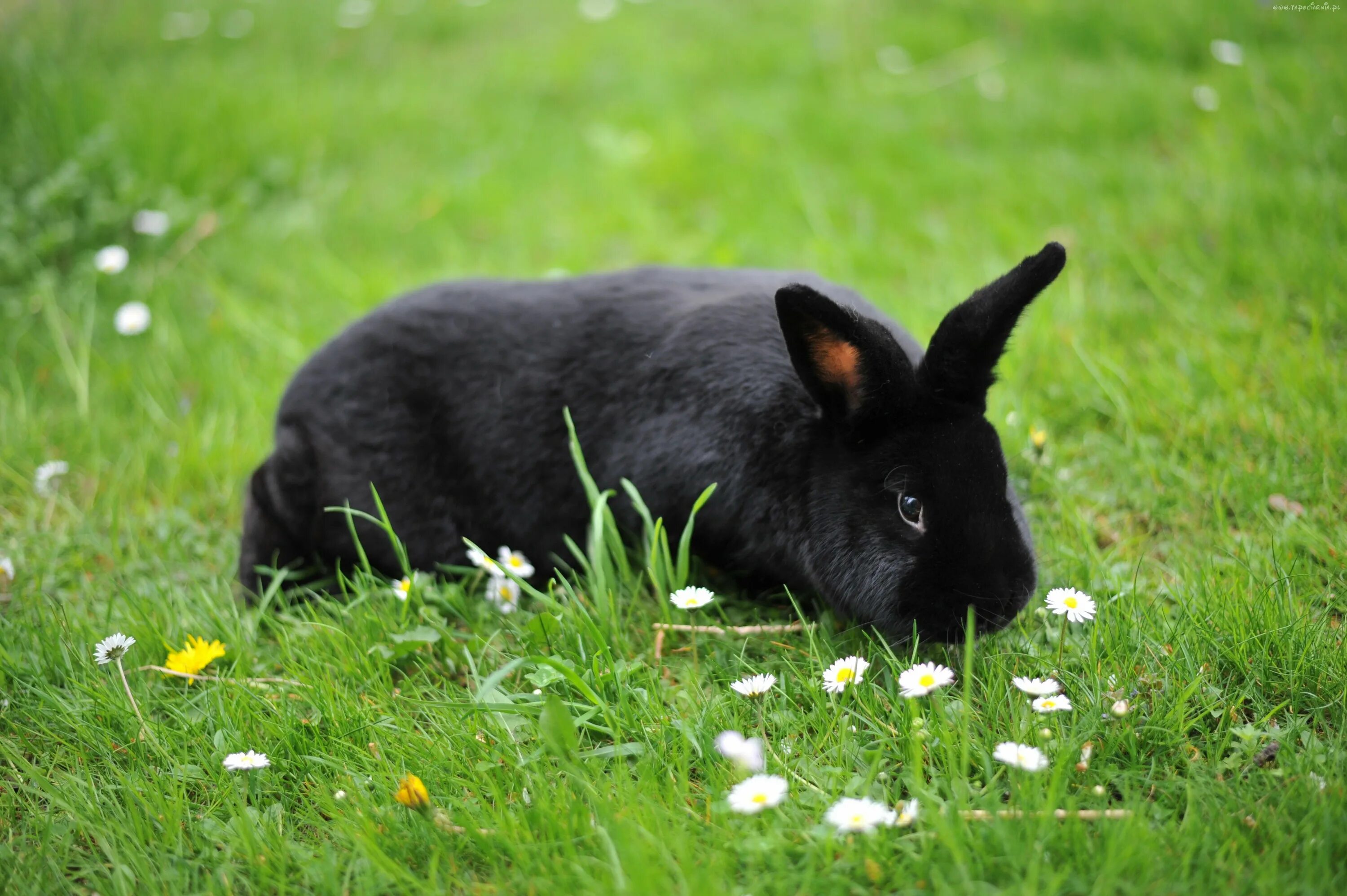 Черный кролик на английском. Кролики породы Аляска. Кролик Ризен черный. Новозеландский кролик черный. Порода кроликов черно бурый.