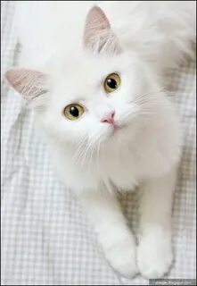 Красивая белая кошечка