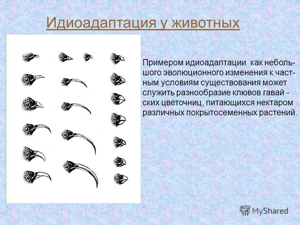 Редукция это дегенерация или идиоадаптация