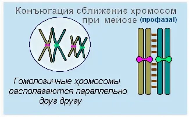 Процесс сближения хромосом