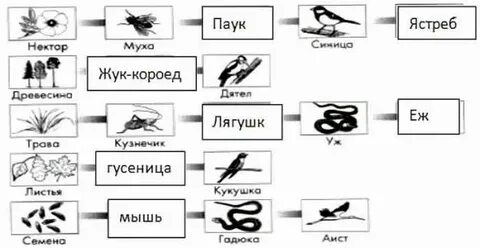 Цепь питания синица