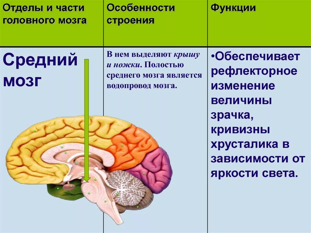 Какова роль мозга. Промежуточный мозг отделы строение и функции. Отдел мозга средний мозг функции. Промежуточный отдел головного мозга человека функции. Строение и функции переднего отдела головного мозга.