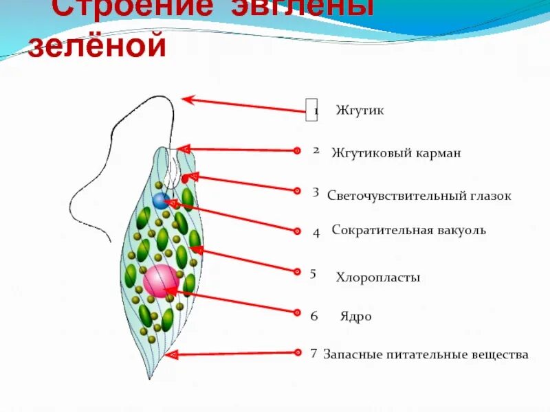 Светочувствительный глазок у зелёной эвглены. Эвглена зеленая строение. Светочувствительный глазок эвглены. Строение эвглены.