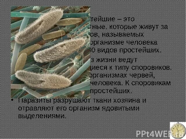 Профилактика паразитарных заболеваний. Симптомы паразитарных заболеваний. Какие организмы ведут паразитический образ жизни. Сообщение о паразитических простейших. Паразитические представители класса споровики.