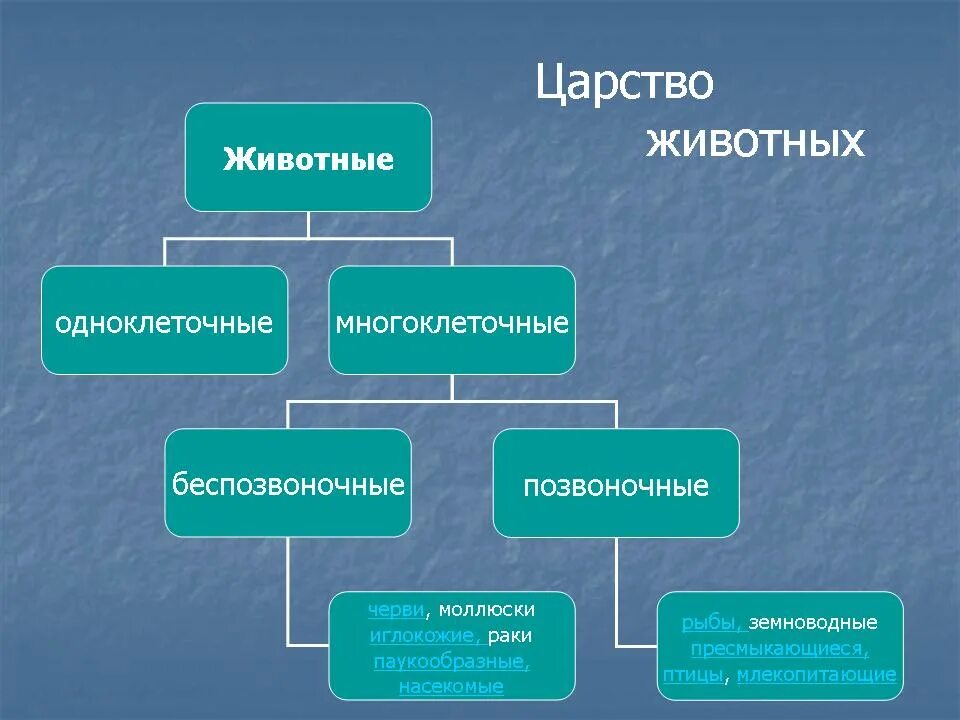 Царство животные беспозвоночные и позвоночные. В царстве животных. Одноклеточные многоклеточные беспозвоночные позвоночные. Царство животных без позвоночные. Беспозвоночные особенности