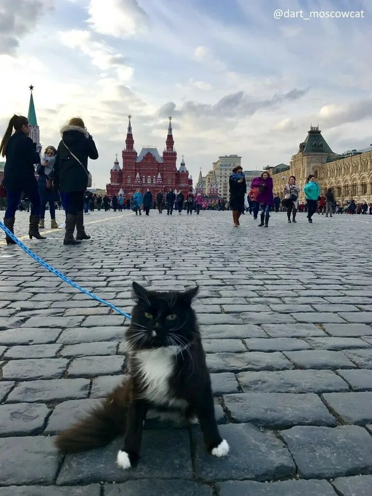 Смешные улицы москвы. Кот в Москве. Котик на красной площади. Китик на красной площади. Животные на красной площади.