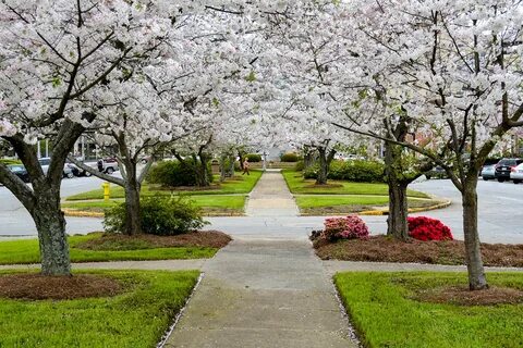 Cherry park