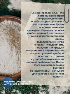 Ежовик гребенчатый полезные свойства и противопоказания