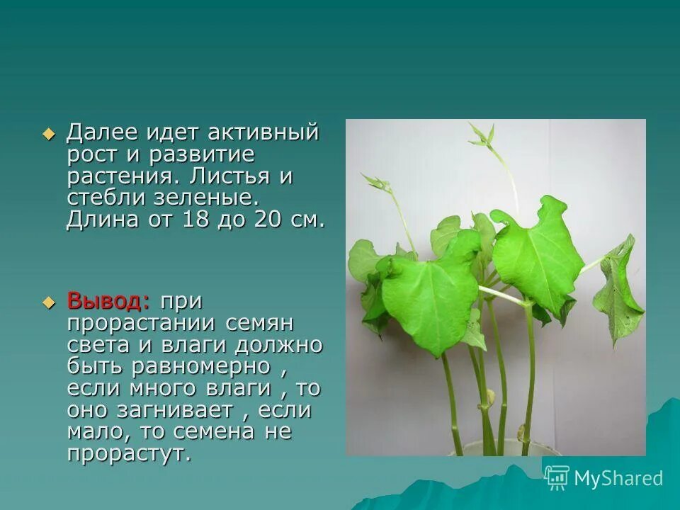 Сообщение о росте и развитии растений. Рост и развитие растений. Зеленый стебель с листьями. Развитие листа растения. Эволюция растения листья цветки стебли.