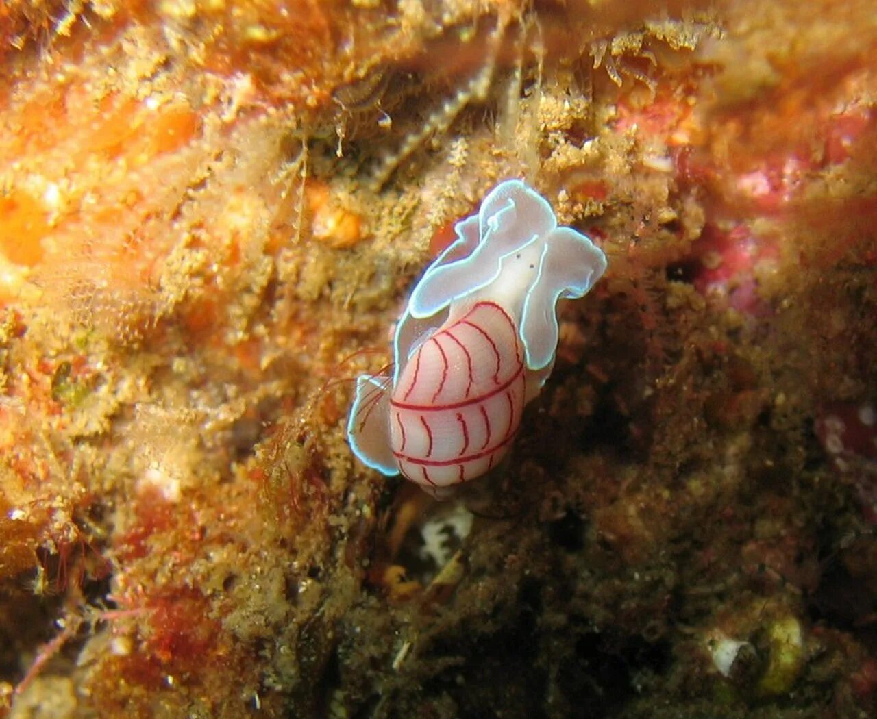 Морская улитка Bullina lineata.. Морские брюхоногие моллюски. Переднежаберные брюхоногие моллюски. Брюхоногие моллюски в море. Морские брюхоногие