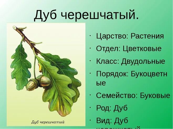 Дуб какой род. Систематика дерева дуба черешчатый. Дуб черешчатый систематика растений. Систематика дуба обыкновенного.