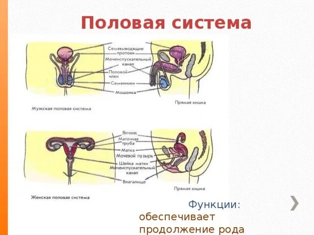 Половая система человека презентация. Половая система человека. Половая система человека органы. Половая система презентация. Половая система человека 8 класс.